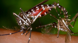 Aedes Sivrisinekleri İstanbul'da Dehşet Saçtı!