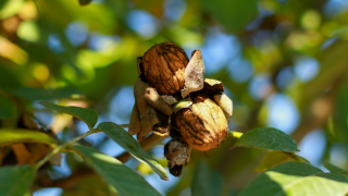 'Artan maliyetler, yerli ceviz üreticilerini zorluyor'