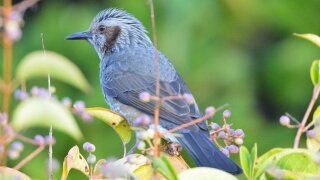 Bülbülüm Altın Kafeste Türküsünün Hikayesi (Video)
