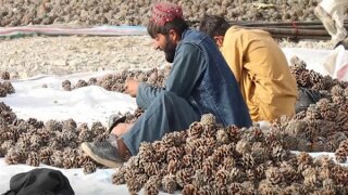 Çin’de canlı yayında 9.4 milyon dolarlık Afgan fıstığı satıldı