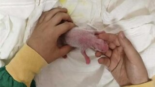 “Dev panda yavrusu” Uluslararası Panda Günü’nde doğdu