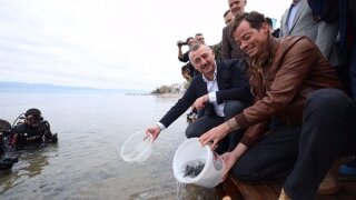 İzmit Körfezi'ne 6 bin balık salındı