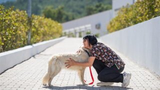 Pako'da kedi ve köpekler hem tedavi ediliyor hem de sahiplendiriliyor