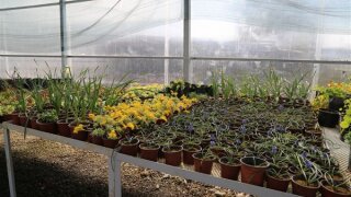 Rize'de sera alanında meyve fidanı ve bitki satışları devam ediyor