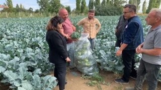 Sinanpaşa'da brokoli hasadı başladı