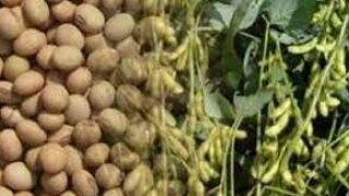Soya Fasulyesi Özellikleri ve Faydaları