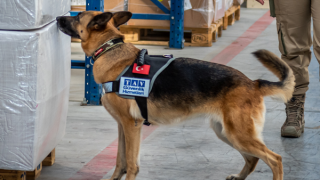 TAV Güvenlik K9 köpekleriyle covid-19 kontrolüne başlayacak