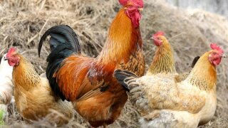 Tavuk yumurtası üretimi 1,67 milyar adet olarak gerçekleşti