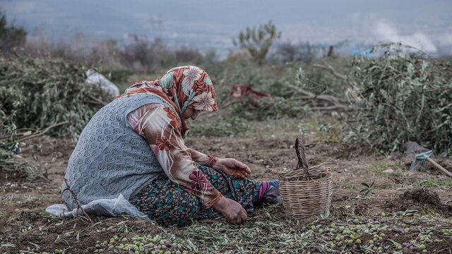 350 bin kişi ölmez ağaç için imza verdi: Zeytinime Dokunma