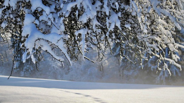 Penguen yürüyüşü karda düşmekten koruyor