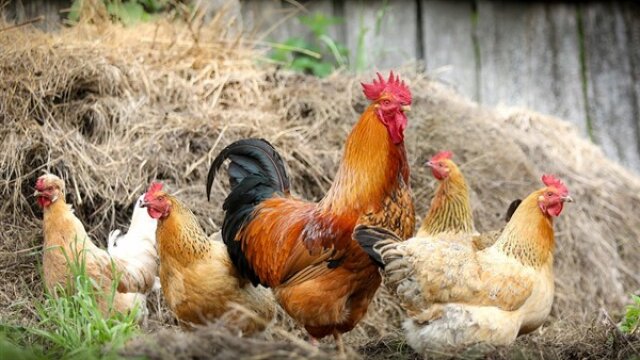Tavuk eti üretimi 188 bin 613 ton, tavuk yumurtası üretimi 1,57 milyar adet olarak gerçekleşti